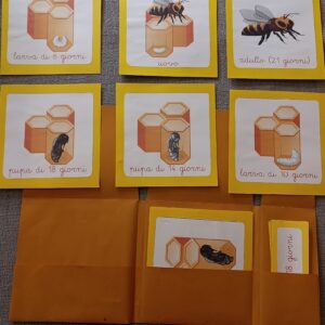 Nomenclature Montessori di primo livello: ciclo vitale dell’ape