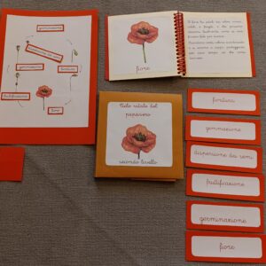 Nomenclature Montessori di secondo livello: ciclo vitale del papavero