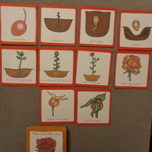 Nomenclature Montessori di primo livello: ciclo vitale della rosa