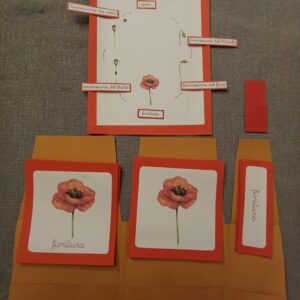 Nomenclature Montessori di primo livello con poster: ciclo vitale del papavero
