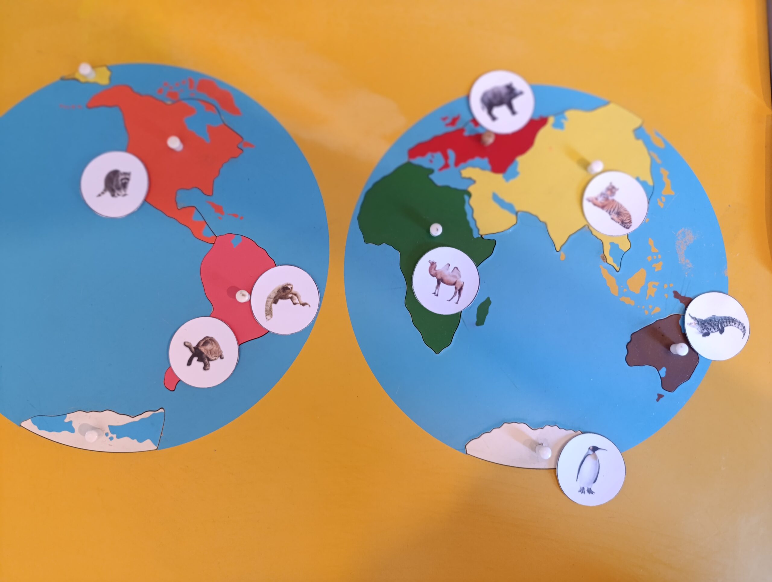 Gli animali dei sette continenti: gioco B - immagine 3